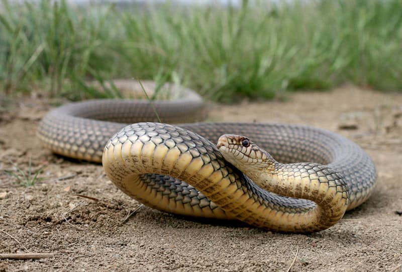Un énorme serpent sème la panique dans une résidence haut de gamme à Harhoora 1 ثعبان ضخم يثير الذعر في إقامة راقية بالهرهورة