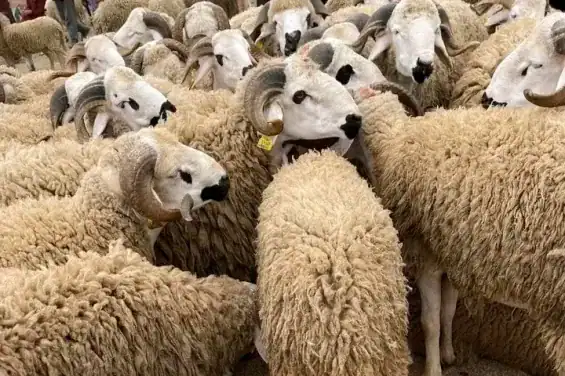 الدعم المباشر لمربي الماشية: 580 ألف مستفيد بـأكثر من 2,4 مليار درهم
