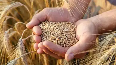الحبوب: تقرير أمريكي يؤكد تموقع المغرب ضمن كبار المستوردين عالميًا