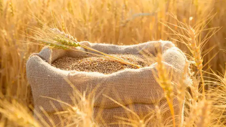 المغرب يعيد فرض رسوم مؤقتة على واردات القمح الطري