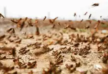 الجراد الصحراوي يتراجع في المغرب.. الفاو تكشف سبب الانحسار وتحذر من جيوب محتملة