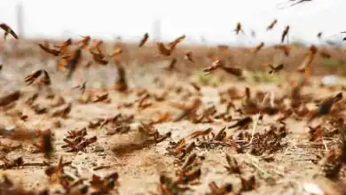 الجراد الصحراوي يتراجع في المغرب.. الفاو تكشف سبب الانحسار وتحذر من جيوب محتملة
