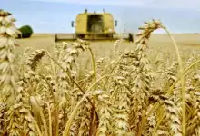 المغرب يعود إلى استيراد القمح.. الحصاد المحلي يصدم المطاحن والمخزون تحت الضغط