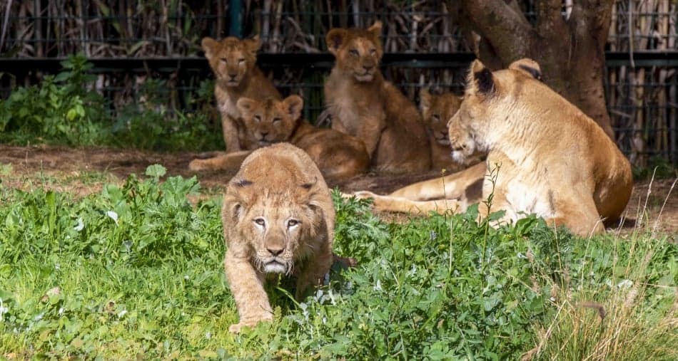 Le zoo de Rabat entre dans une nouvelle phase avec d'importants projets de développement 1 حديقة الحيوانات بالرباط تدخل مرحلة جديدة بمشاريع تطوير واسعة
