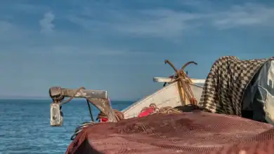 قفزة قوية في صيد السردين بالمغرب وارتفاع الكميات بـ66%
