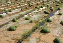 Les champs de pastèques rouges de la province de Zagora pendant la saison de croissance