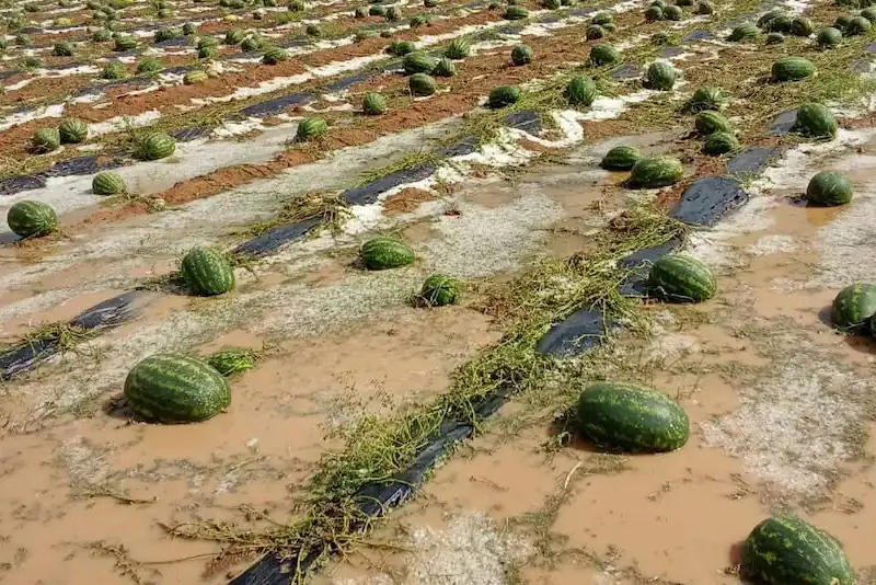 Les champs de pastèques rouges de la province de Zagora pendant la saison de croissance