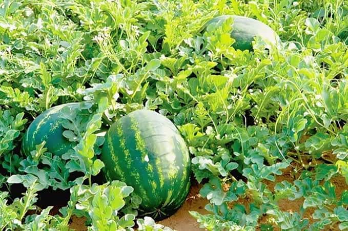 قرار بزاكورة يحظر زراعة البطيخ في محيط الواحات ويقننها خارجها