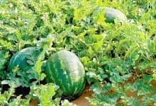 Une décision prise à Zagora interdit la culture de la pastèque dans les environs des oasis et l'autorise en dehors de celles-ci