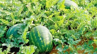 Une décision prise à Zagora interdit la culture de la pastèque dans les environs des oasis et l'autorise en dehors de celles-ci