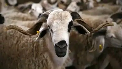 عيد الأضحى