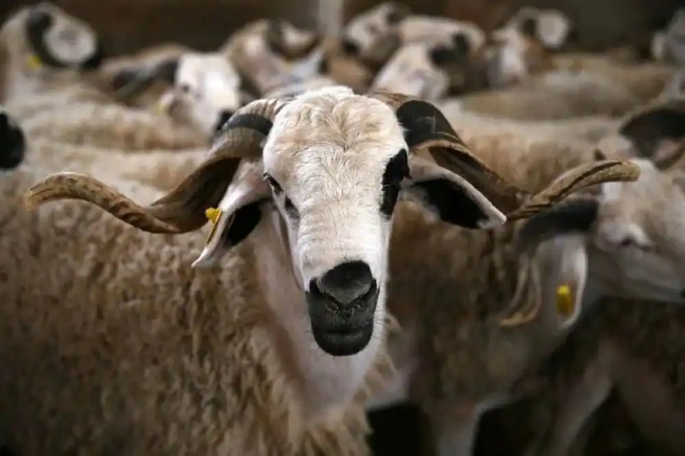 عيد الأضحى