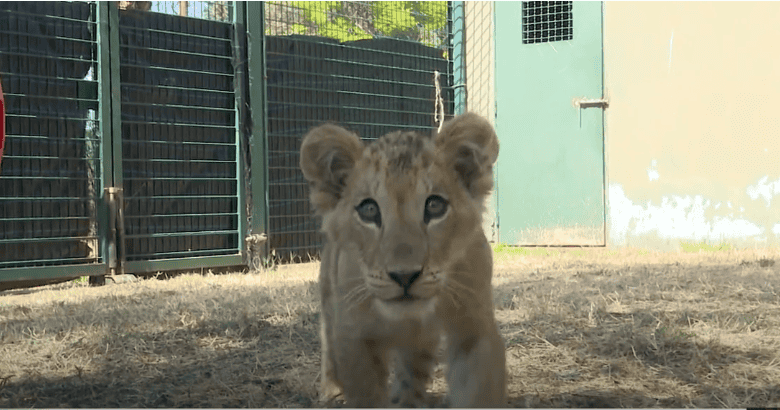 Rabat : Plus de 80 naissances d'animaux rares et menacés dans le parc national 1 الرباط