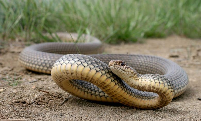 Un énorme serpent sème la panique dans une résidence haut de gamme à Harhoora ثعبان ضخم يثير الذعر في إقامة راقية بالهرهورة