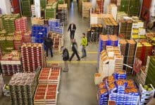 صادرات الخضر المغربية إلى إسبانيا ترتفع بنسبة 28% وتحافظ على منحنى تصاعدي