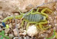 لطفي يحذر من تهديد لدغات العقارب في المغرب