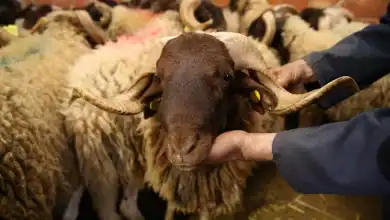 إطار مهني جديد يسعى إلى إنصاف السلالات البلدية وتعزيز مكانة "الكسابة" بالمغرب