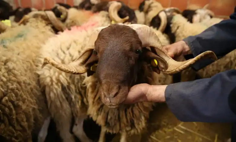 إطار مهني جديد يسعى إلى إنصاف السلالات البلدية وتعزيز مكانة "الكسابة" بالمغرب 1 إطار مهني جديد يسعى إلى إنصاف السلالات البلدية وتعزيز مكانة "الكسابة" بالمغرب