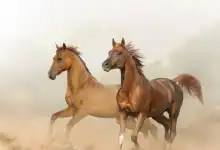 انتعاش استثنائي لأسواق الخيول بالمغرب تزامناً مع مواسم التبوريدة