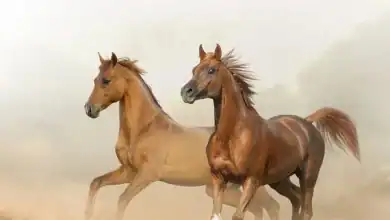 انتعاش استثنائي لأسواق الخيول بالمغرب تزامناً مع مواسم التبوريدة