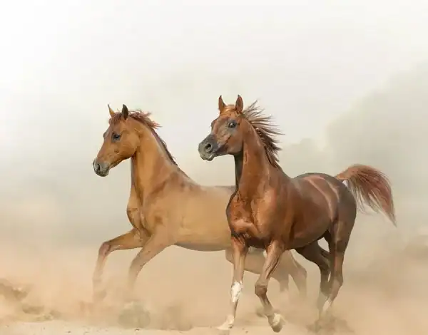 انتعاش استثنائي لأسواق الخيول بالمغرب تزامناً مع مواسم التبوريدة 1 انتعاش استثنائي لأسواق الخيول بالمغرب تزامناً مع مواسم التبوريدة
