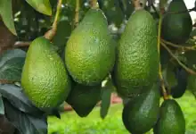 المغرب يُحقق رقمًا قياسيًا جديدًا في صادرات الأفوكادو إلى ألمانيا