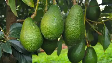 Le Maroc établit un nouveau record pour les exportations d'avocats vers l'Allemagne 2 المغرب يُحقق رقمًا قياسيًا جديدًا في صادرات الأفوكادو إلى ألمانيا