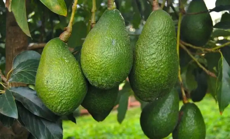 Le Maroc établit un nouveau record pour les exportations d'avocats vers l'Allemagne 1 المغرب يُحقق رقمًا قياسيًا جديدًا في صادرات الأفوكادو إلى ألمانيا