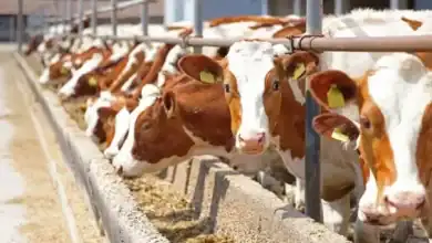 إسبانيا تُعلّق تصدير الماشية الحية إلى المغرب مؤقتًا بسبب تفشي المرض