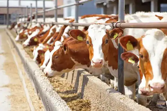 L'Espagne suspend temporairement les exportations de bovins vivants vers le Maroc en raison d'un foyer de maladie 1 إسبانيا تُعلّق تصدير الماشية الحية إلى المغرب مؤقتًا بسبب تفشي المرض