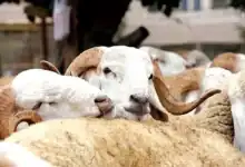 المساعدات المباشرة لمربي الماشية بالمغرب: 756 ألف مستفيد وأكثر من 3 مليارات درهم