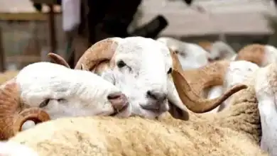 المساعدات المباشرة لمربي الماشية بالمغرب: 756 ألف مستفيد وأكثر من 3 مليارات درهم