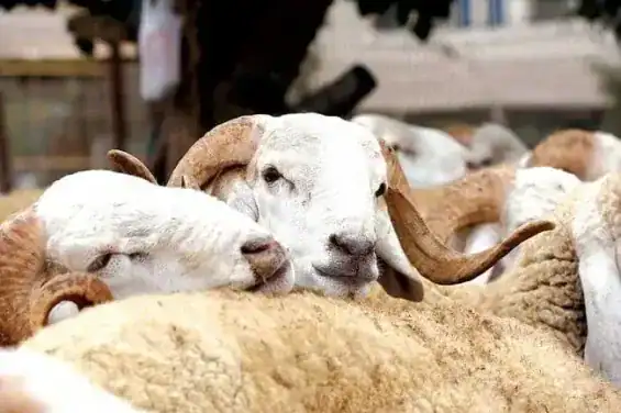 المساعدات المباشرة لمربي الماشية بالمغرب: 756 ألف مستفيد وأكثر من 3 مليارات درهم