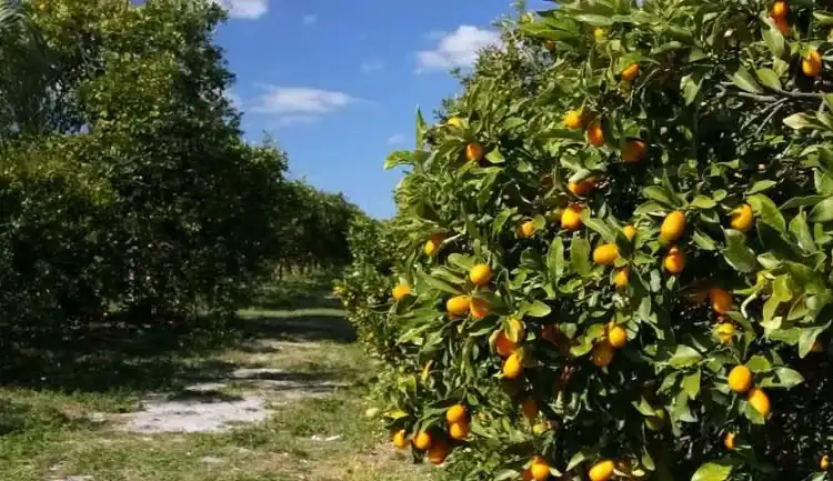 المغرب يُحطم الأرقام القياسية بشحن 1200 طن من الليمون إلى المملكة المتحدة 1 المغرب يُحطم الأرقام القياسية بشحن 1200 طن من الليمون إلى المملكة المتحدة