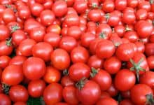 رقم قياسي جديد لصادرات الطماطم المغربية إلى أيرلندا