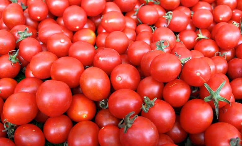 رقم قياسي جديد لصادرات الطماطم المغربية إلى أيرلندا 1 رقم قياسي جديد لصادرات الطماطم المغربية إلى أيرلندا