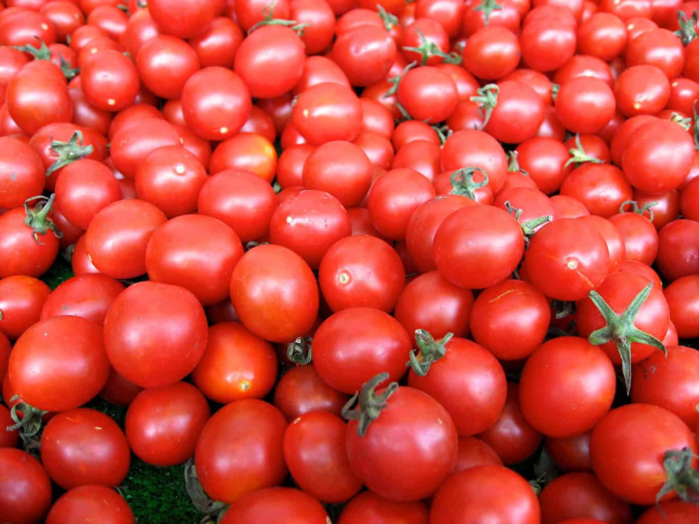 Nouveau record pour les exportations de tomates marocaines vers l'Irlande 1 رقم قياسي جديد لصادرات الطماطم المغربية إلى أيرلندا