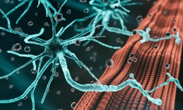 Un traitement innovant protège les neurones endommagés par la maladie du motoneurone 1 علاج مبتكر يحمي الخلايا العصبية المتضررة من مرض "العصبون الحركي"