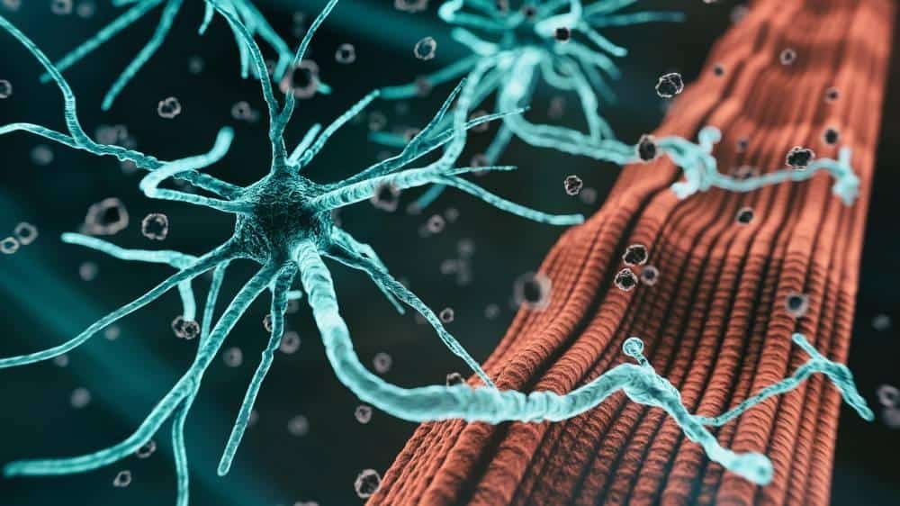 Un traitement innovant protège les neurones endommagés par la maladie du motoneurone 1 علاج مبتكر يحمي الخلايا العصبية المتضررة من مرض "العصبون الحركي"