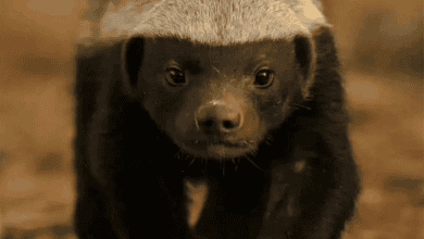 “سِيلة”.. غرير العسل المغربي الذي سرق قلوب الإنترنت بشجاعته ودهائه 4 “سِيلة”.. غرير العسل المغربي الذي سرق قلوب الإنترنت بشجاعته ودهائه