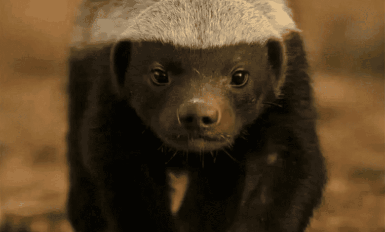 “سِيلة”.. غرير العسل المغربي الذي سرق قلوب الإنترنت بشجاعته ودهائه 1 “سِيلة”.. غرير العسل المغربي الذي سرق قلوب الإنترنت بشجاعته ودهائه