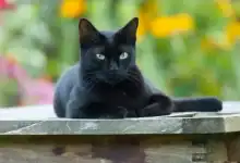 أصل القطط الأوروبية المنزلية: دراسة حديثة تكشف عن منشأها من شمال إفريقيا