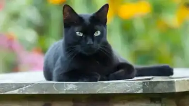 أصل القطط الأوروبية المنزلية: دراسة حديثة تكشف عن منشأها من شمال إفريقيا