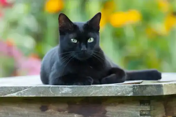 L'origine du chat domestique européen : Une nouvelle étude révèle qu'ils sont originaires d'Afrique du Nord 1 أصل القطط الأوروبية المنزلية: دراسة حديثة تكشف عن منشأها من شمال إفريقيا