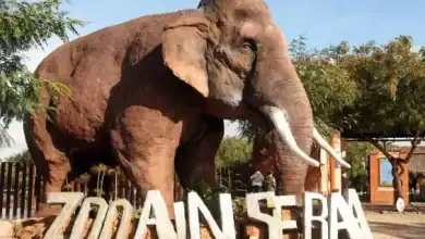 الدار البيضاء: حديقة حيوان عين السبع تعود للحياة بعد ترميم شامل