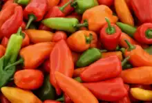 الفلفل المغربي يُسجل نمواً قياسياً في الصادرات بالرغم من القيود المناخية