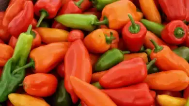 الفلفل المغربي يُسجل نمواً قياسياً في الصادرات بالرغم من القيود المناخية