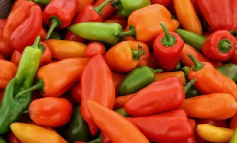Les piments marocains enregistrent une croissance des exportations malgré les contraintes climatiques 1 الفلفل المغربي يُسجل نمواً قياسياً في الصادرات بالرغم من القيود المناخية