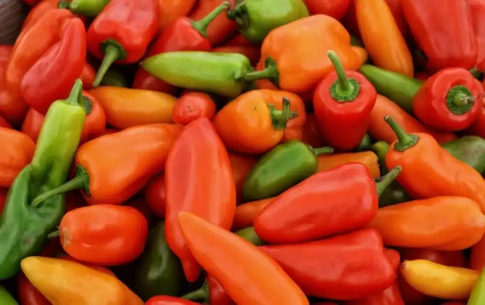 Les piments marocains enregistrent une croissance des exportations malgré les contraintes climatiques 1 الفلفل المغربي يُسجل نمواً قياسياً في الصادرات بالرغم من القيود المناخية