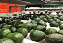 منافسة أوروبية تضغط على صادرات الأفوكا المغربية